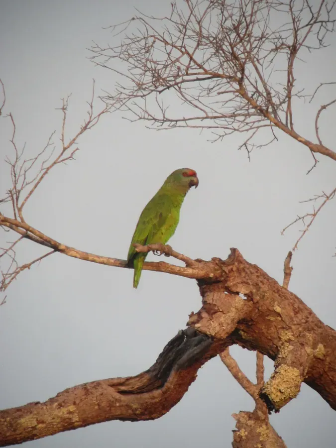 File:Amazona festiva Lora festiva Festive Parrot (33204840886).jpg