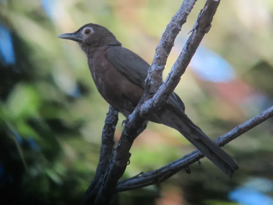 File:Turdus nudigenis Mirla caripelada Spectacled Thrush (33196715776).jpg