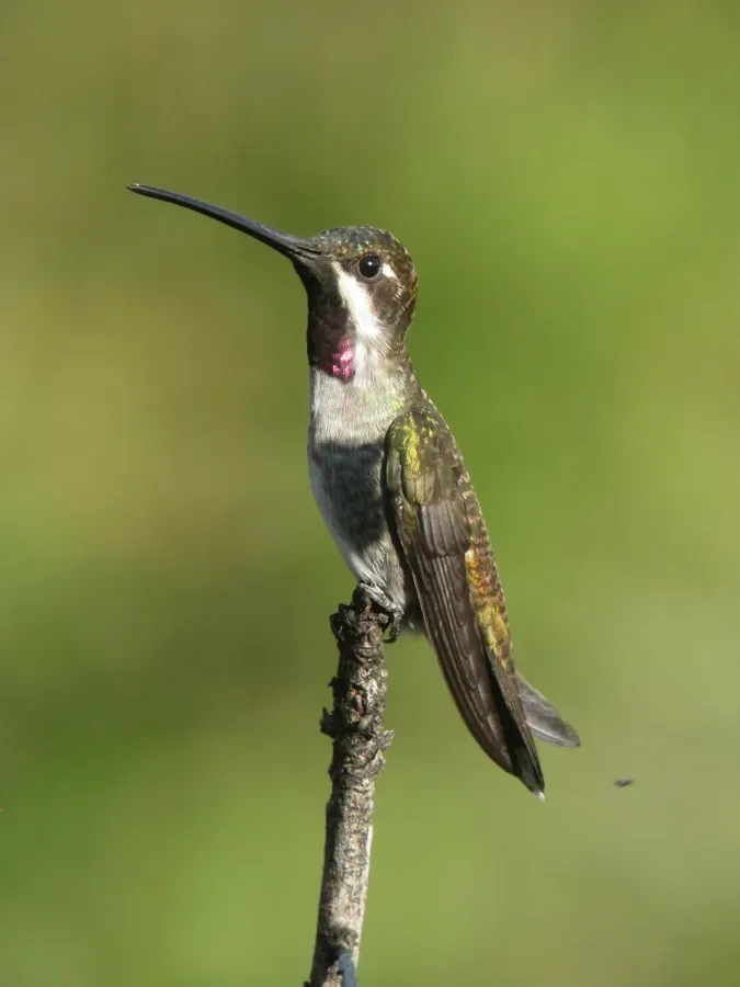 File:Heliomaster longirostris Picudo gorgiestrella Long-billed Starthroat (30412530156).jpg