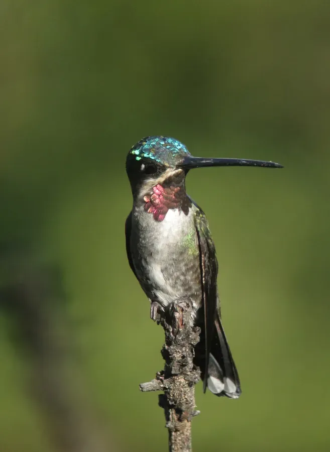 File:Heliomaster longirostris Picudo gorgiestrella Long-billed Starthroat (30404205875).jpg