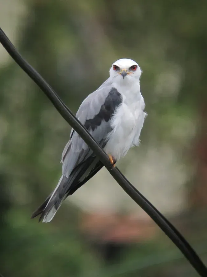 File:Elanus leucurus Gavilán maromero White-tailed Kite (29762159784).jpg