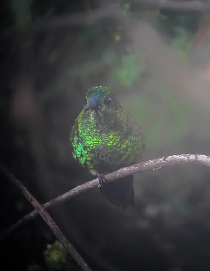 File:Eriocnemis derbyi Blach-thighed Puffleg (30275857932).jpg