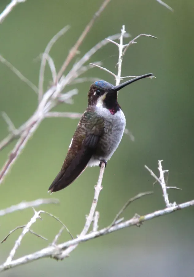 File:Heliomaster longirostris Picudo gorgiestrella Long-billed Starthroat (30094330820).jpg