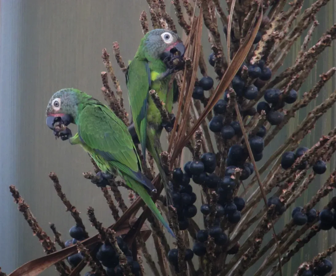 File:Aratinga weddellii Perico canoso Dusky-headed Parakeet (23839240033).jpg