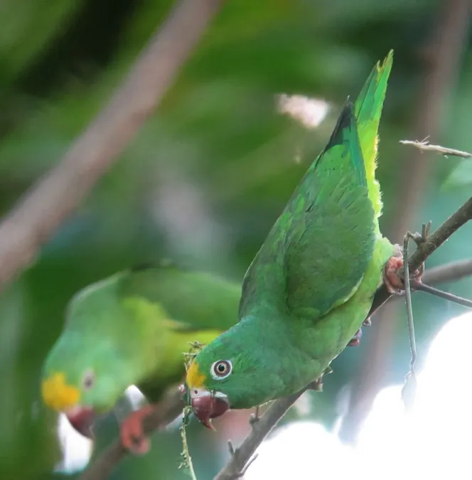 File:Brotogeris sanctithomae Periquito cabeciamarillo Tui Parakeet (24125695420).jpg