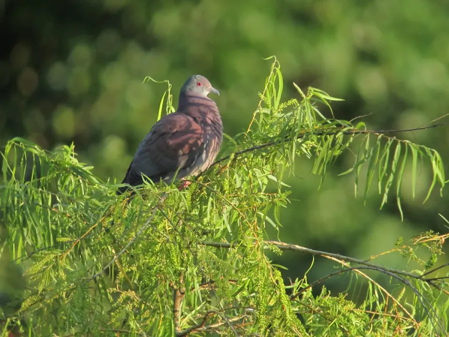 File:Patagioenas cayennensis Paloma morada Pale-vented Pigeon (23996700996).jpg