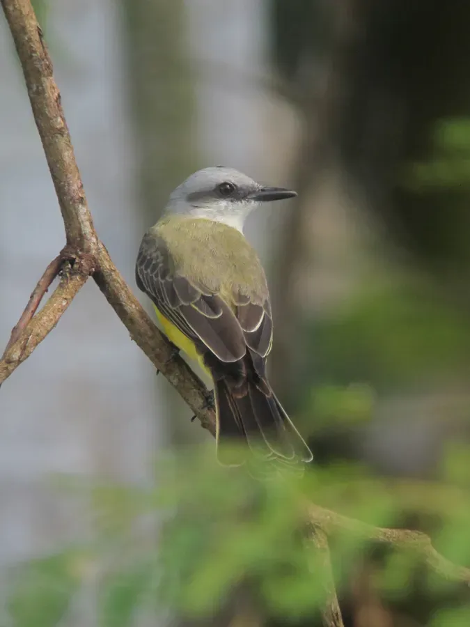 File:Tyrannus albogularis White-throated Kingbird (18632042472).jpg
