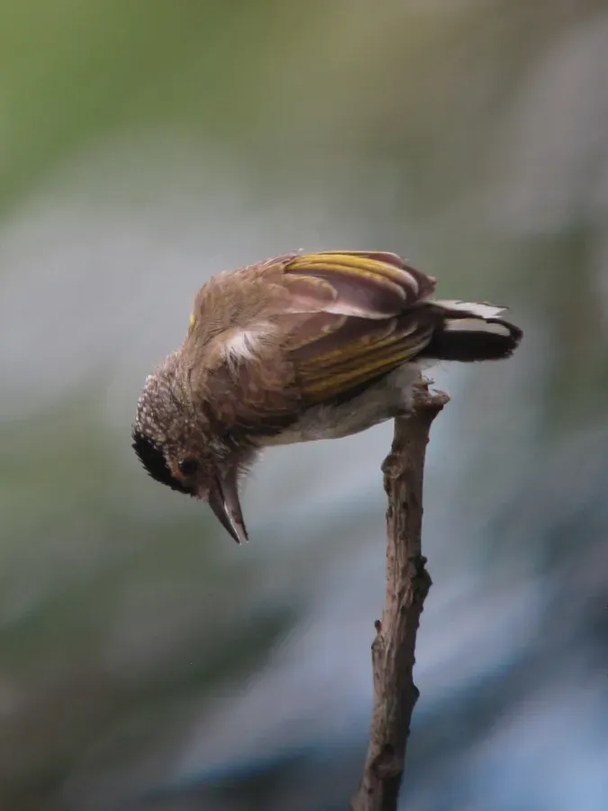 File:Picumnus castelnau Plain-breasted Piculet (female) (18616909212).jpg