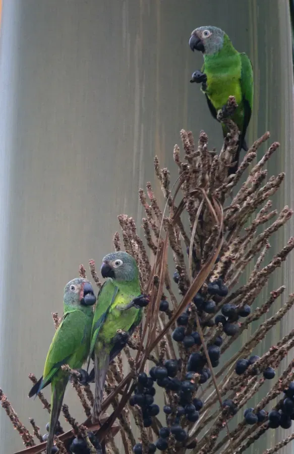 File:Aratinga weddellii Perico canoso Dusky-headed Parakeet (18614926235).jpg