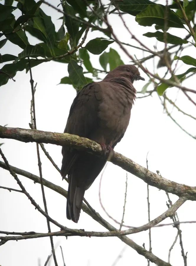 File:Patagioenas subvinacea Paloma colorada Ruddy Pigeon (18614786685).jpg
