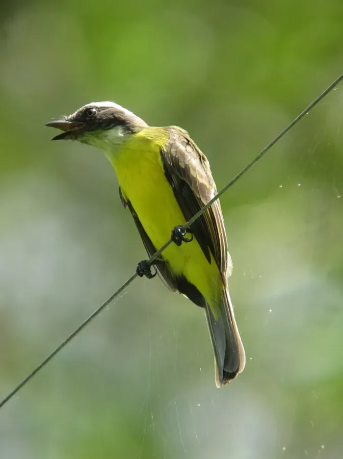 File:Myiozetetes granadensis Suelda cabecigrís Grey-capped Flycatcher (18394667190).jpg