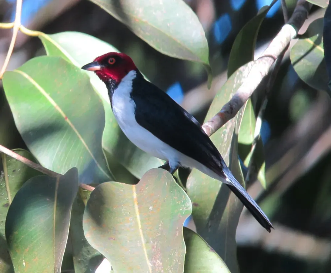 File:Paroaria gularis Red-capped Cardinal (18395086479).jpg
