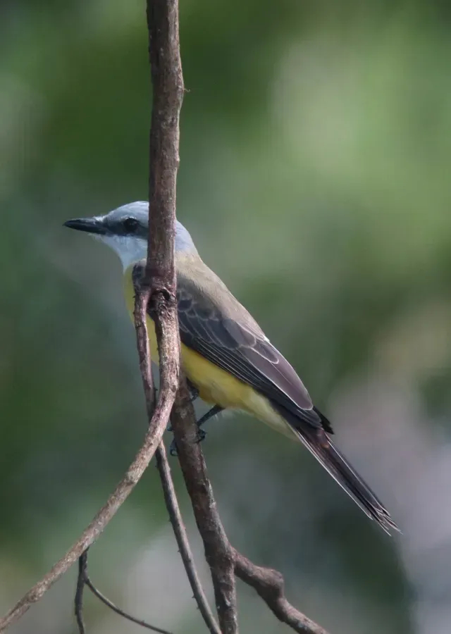 File:Tyrannus albogularis White-throated Kingbird (18575660892).jpg