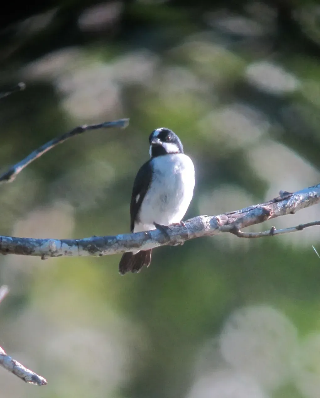 File:Sporophila lineola Lined Seedeater (17938348423).jpg