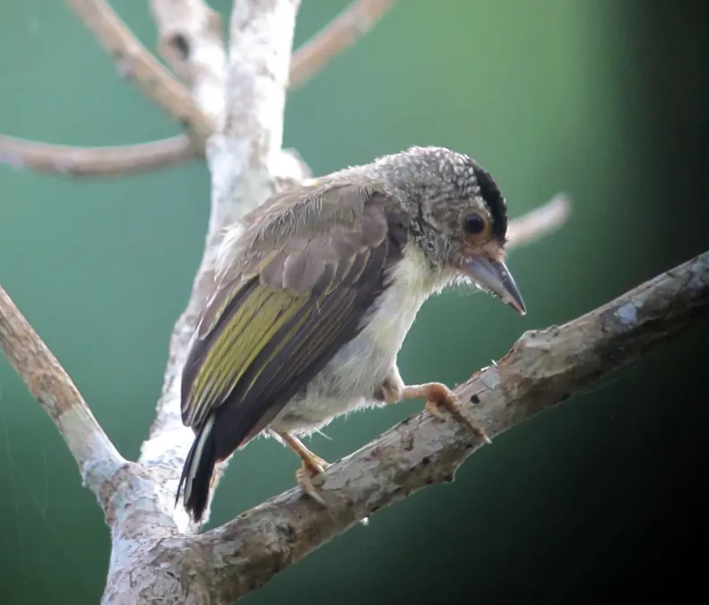 File:Picumnus castelnau Plain-breasted Piculet (female) (18546686605).jpg