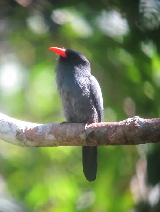 File:Monasa nigrifrons Black-fronted Nunbird (18549034131).jpg