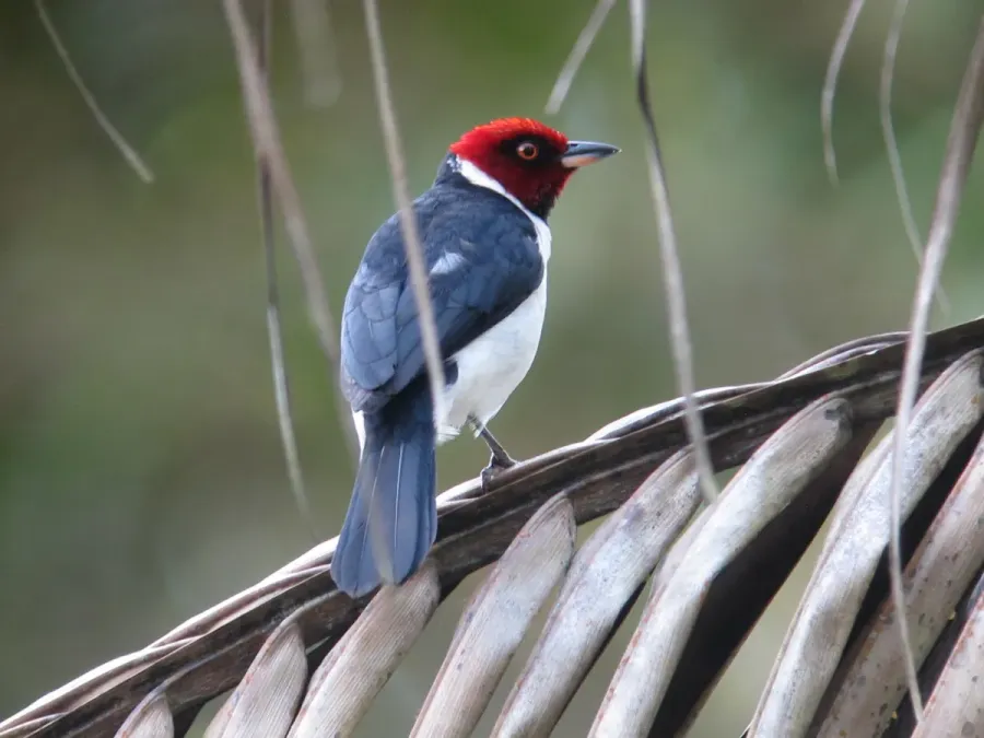 File:Paroaria gularis Red-capped Cardinal (18548030191).jpg