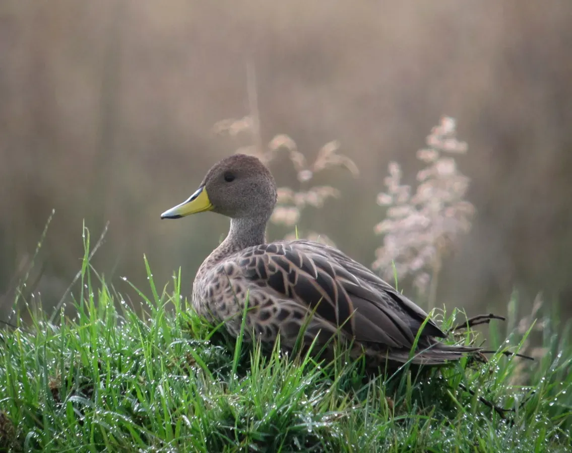 File:Anas georgica Pato piquidorado Yellow-billed Pintail (17129589050).jpg