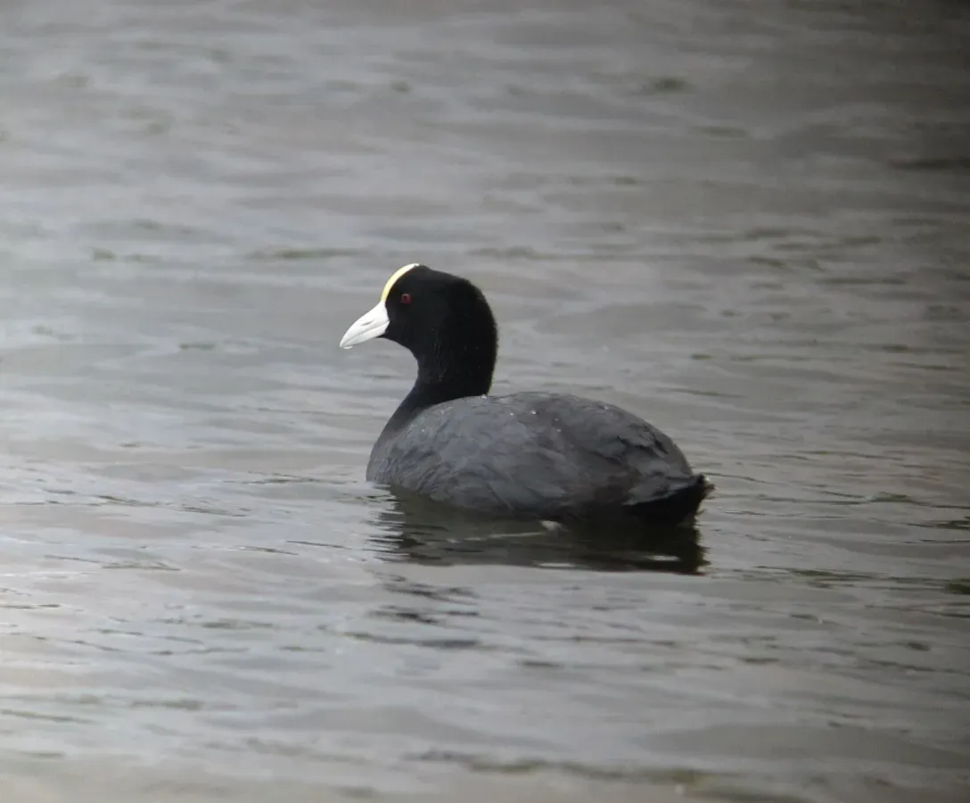 File:Fulica ardesiaca Focha andina Slate-coloured Coot (17291115816).jpg