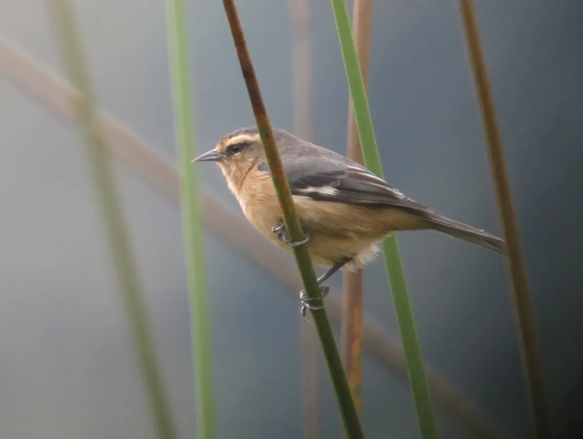 File:Conirostrum cinereum Conirrostro cenizo Cinereous Conebill (17017171668).jpg