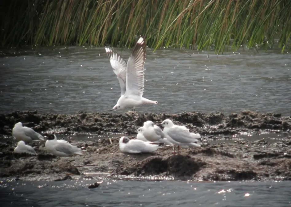 File:Chroicocephalus serranus Gaviota andina Andean Gull (17193665891).jpg