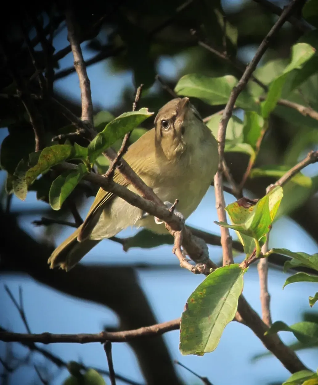 File:Vireo altiloquus Verderón Canoro Black-whiskered Vireo (17019738681).jpg