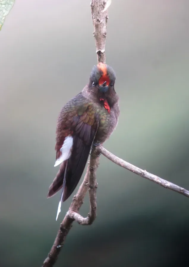 File:Chalcostigma herrani Picoespina arcoiris Rainbow-bearded Thornbill (16993718612).jpg