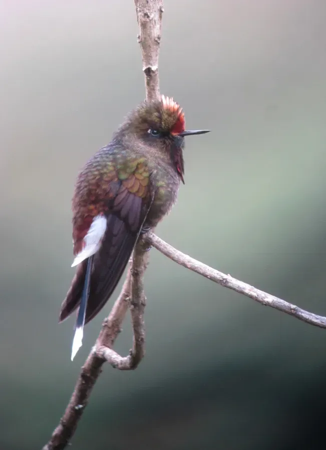 File:Chalcostigma herrani Picoespina arcoiris Rainbow-bearded Thornbill (16995094435).jpg
