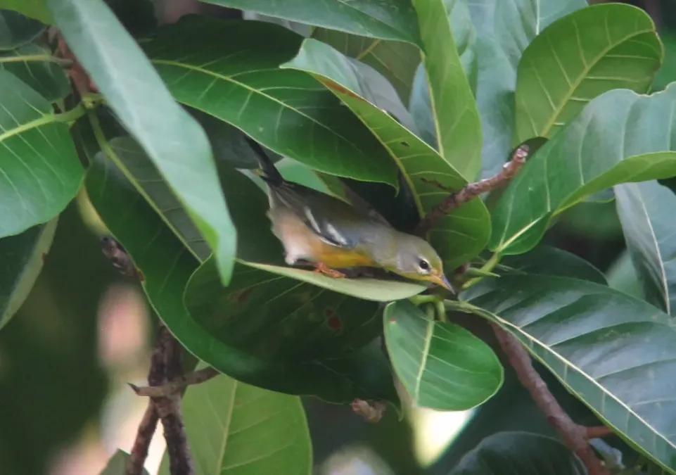 File:Setophaga americana Parula americana Northern Parula (16805986818).jpg