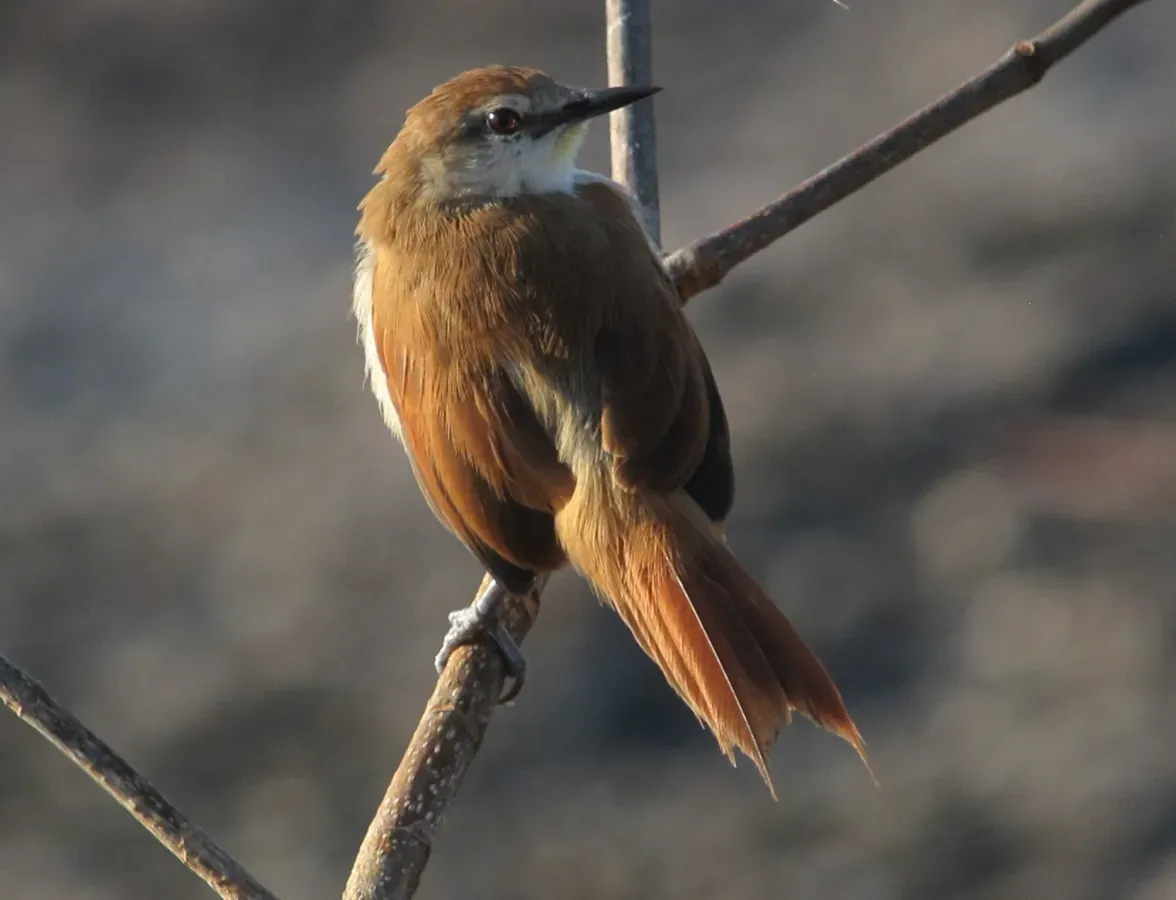 File:Certhiaxis cinnamomeus Chamicero barbiamarillo Yellow-chinned Spinetail (16723070358).jpg