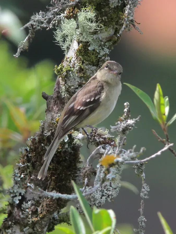 File:Elaenia frantzii Elaenia montañera Mountain Elaenia (16279705683).jpg