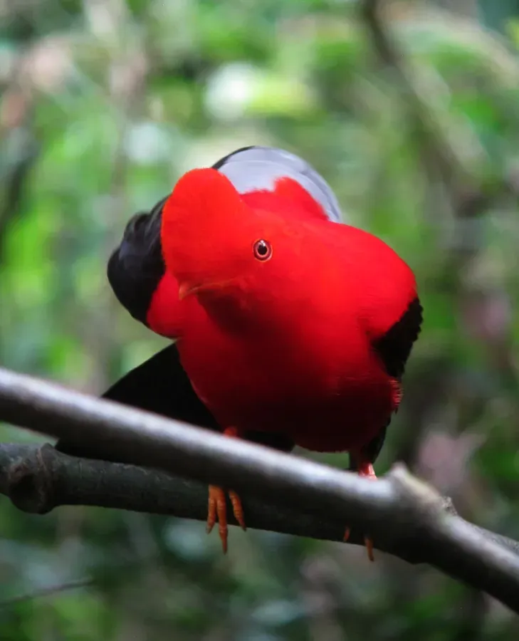 File:Rupicola peruvianus Gallito de roca andino Andean-Cock-of-the-Rock (male) (16851503986).jpg