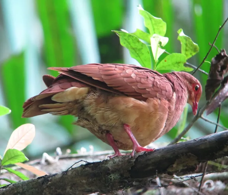 File:Geotrygon montana Paloma-perdiz Rojiza Ruddy Quail-Dove (15980296783).jpg