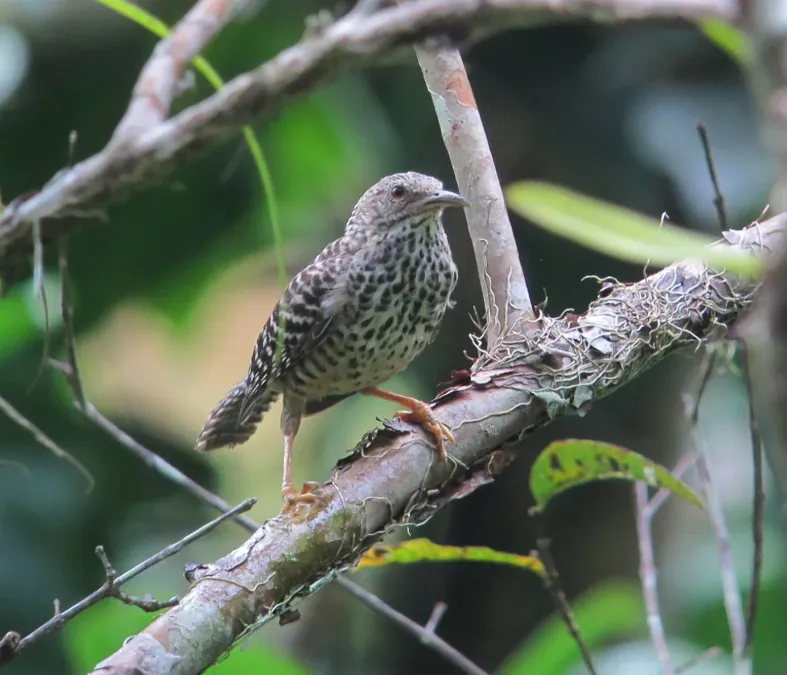 File:Campylorhynchus zonatus Cucarachero matraquero Banded-Back Wren (15977879284).jpg