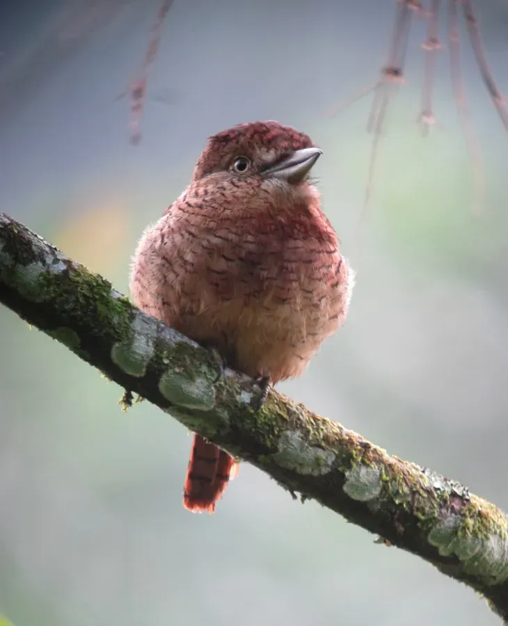 File:Nystalus radiatus Bobo barrado Barred Puffbird (16593895942).jpg