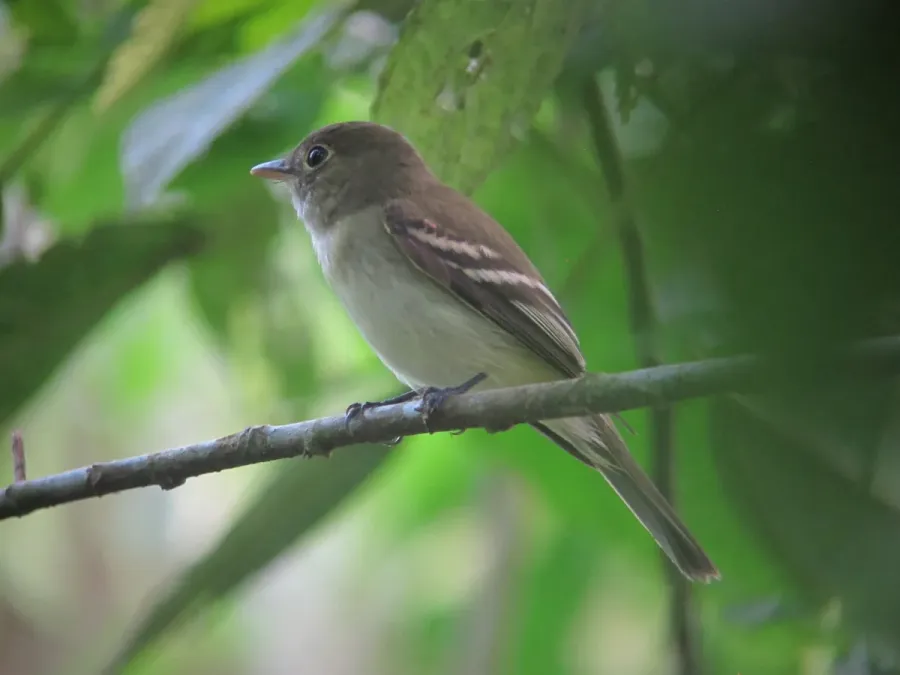 File:Contopus cinereus Pibí Tropical Tropical Pewee (16593340021).jpg