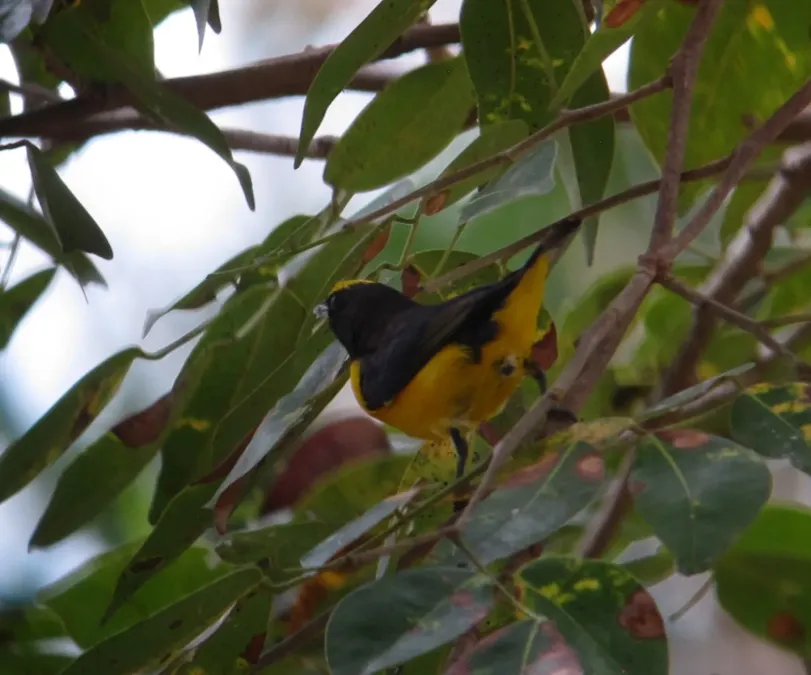 File:Euphonia chlorotica Eufonia Gorgipúrpura Purple-throated Euphonia (16280850940).jpg