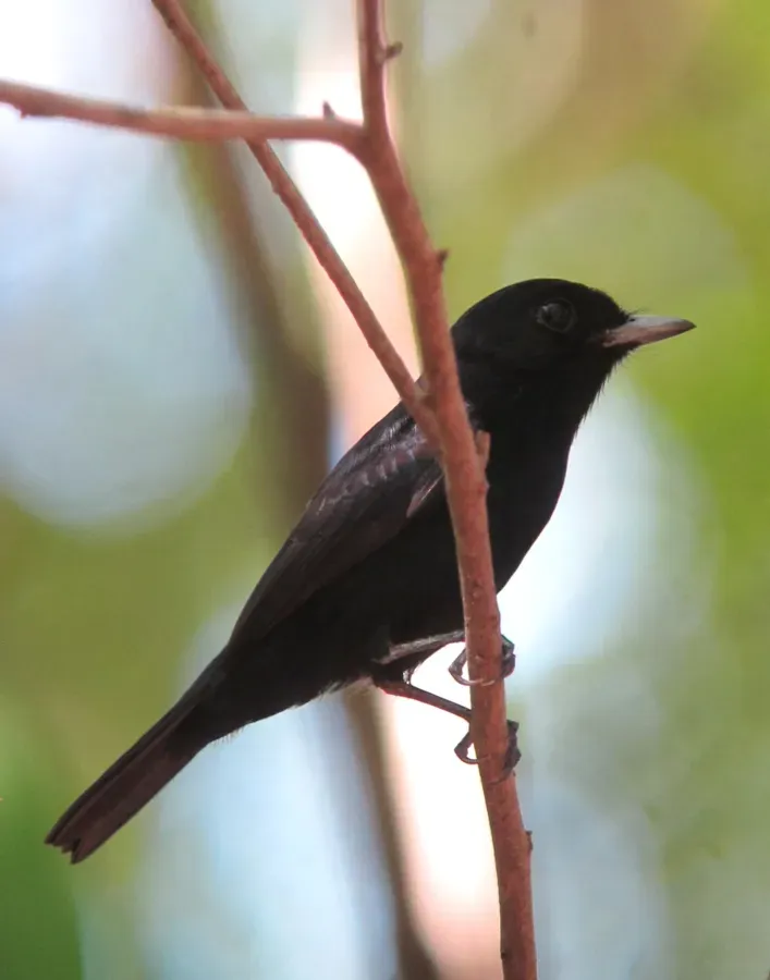 File:Knipolegus poecilocercus Atrapamoscas renegrido Amazonian Black-Tyrant (male) (16442178106).jpg
