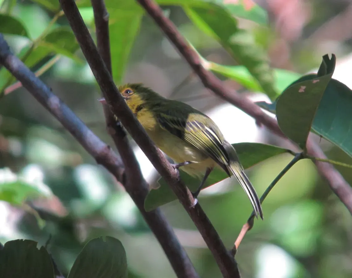 File:Tolmomyias flaviventris Picoplano Pechiamarillo Yellow-breasted Flycatcher (16416072451).jpg