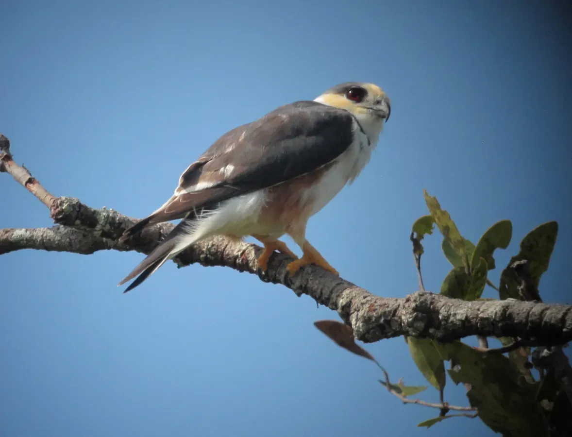 File:Gampsonyx swainsonii Gavilancito perlado Pearl Kite (16231848357).jpg