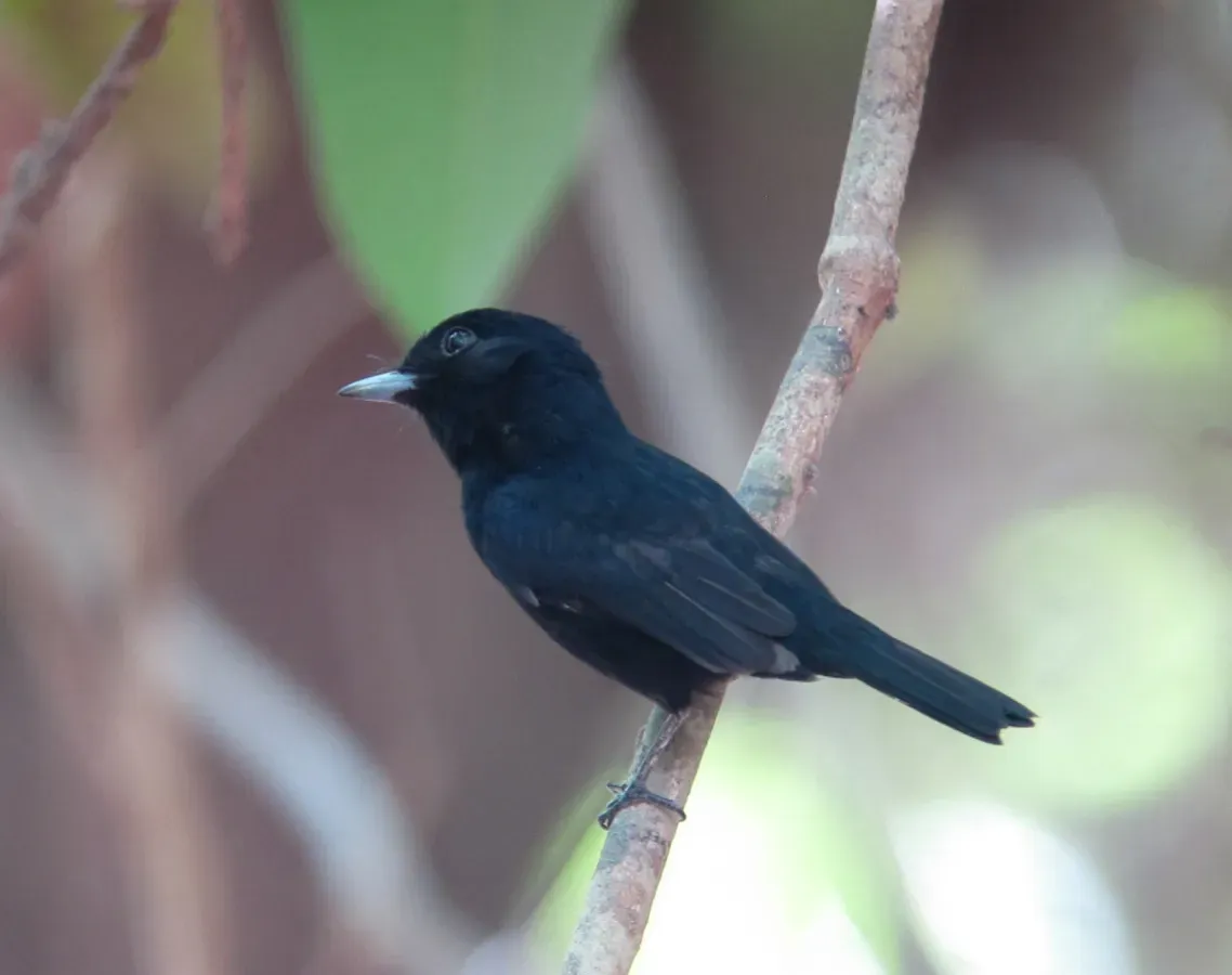 File:Knipolegus poecilocercus Atrapamoscas renegrido Amazonian Black-Tyrant (male) (15791473174).jpg