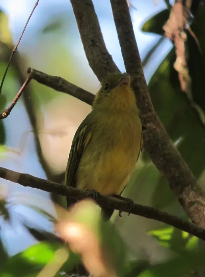 File:Tolmomyias flaviventris Picoplano Pechiamarillo Yellow-breasted Flycatcher (16386424336).jpg