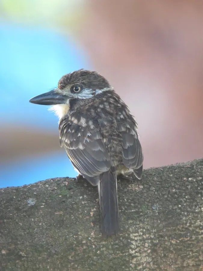 File:Hypnelus ruficollis bicinctus Bobo punteado Two-banded Puffbird (16161540729).jpg