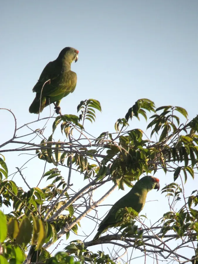 File:Amazona festiva Lora festiva Festive Parrot (16321778326).jpg