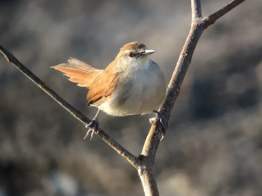 File:Certhiaxis cinnamomeus Chamicero barbiamarillo Yellow-chinned Spinetail (15718068654).jpg
