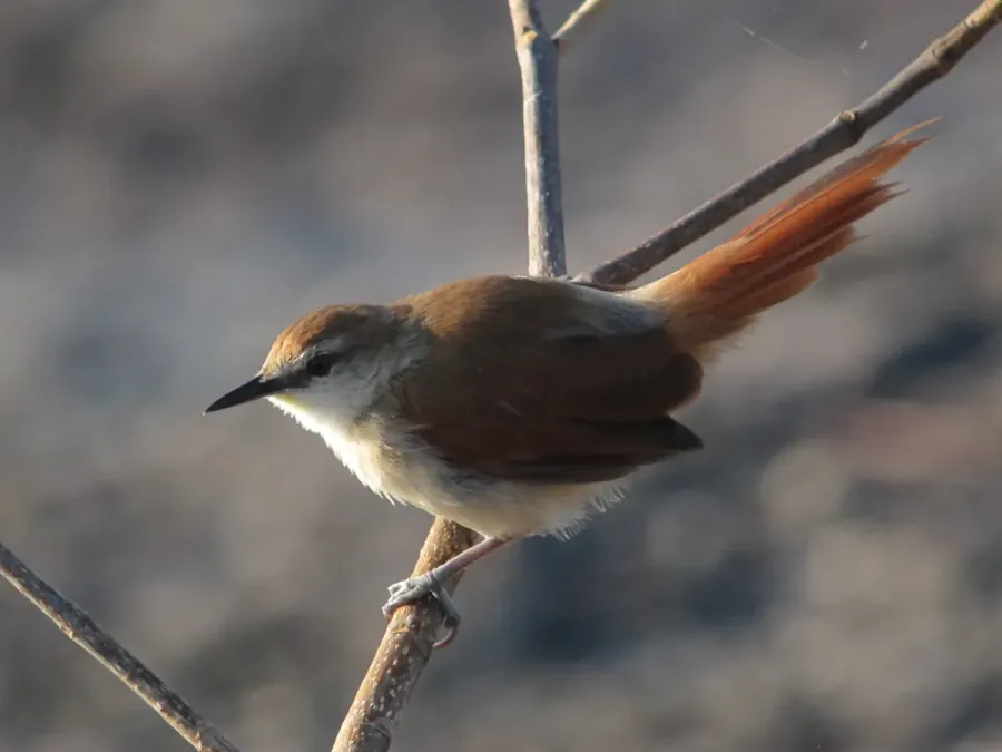 File:Certhiaxis cinnamomeus Chamicero barbiamarillo Yellow-chinned Spinetail (16338739811).jpg