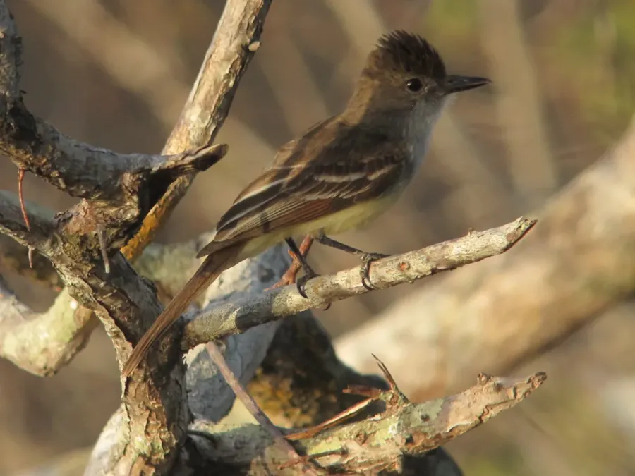 File:Myiarchus ferox Atrapamoscas garrochero Short-crested Flycatcher (16154323139).jpg