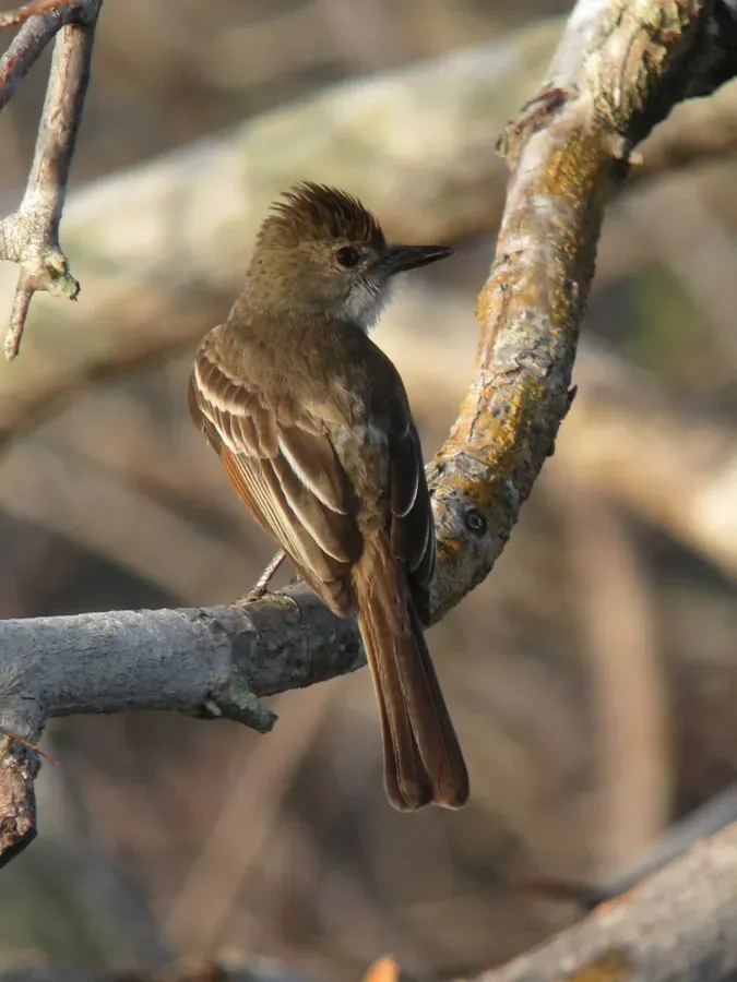 File:Myiarchus ferox Atrapamoscas garrochero Short-crested Flycatcher (16154613027).jpg