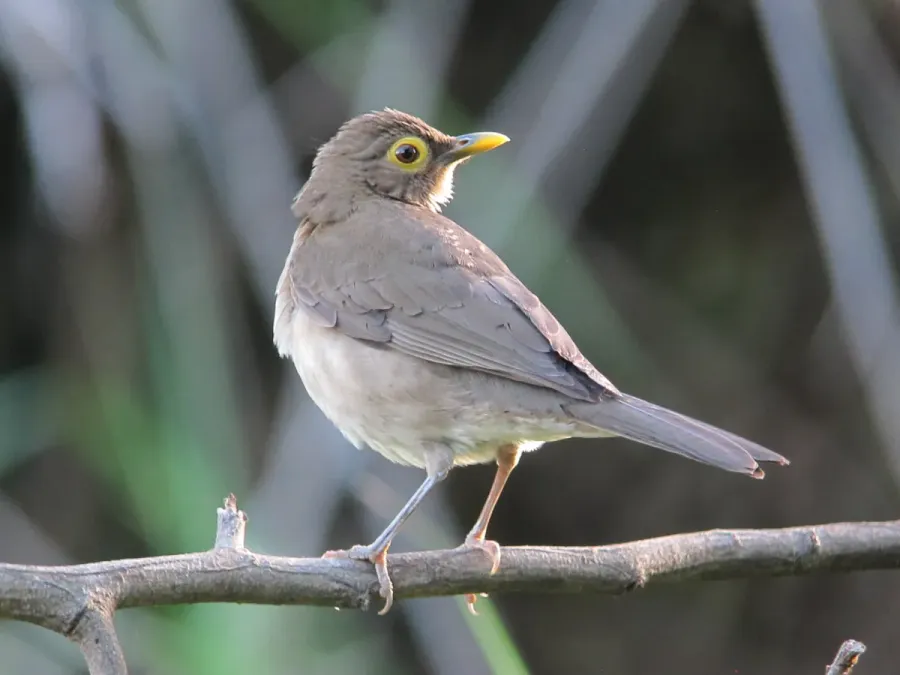 File:Turdus nudigenis Mirla caripelada Spectacled Thrush (16335869035).jpg