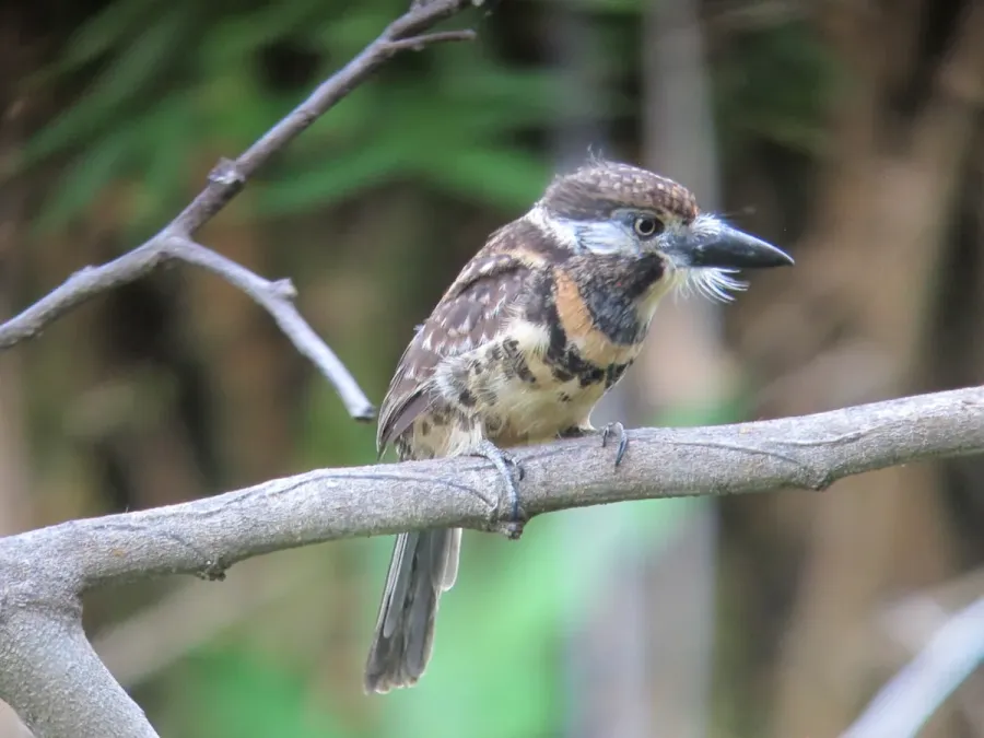 File:Hypnelus ruficollis bicinctus Bobo punteado Two-banded Puffbird (16143288647).jpg